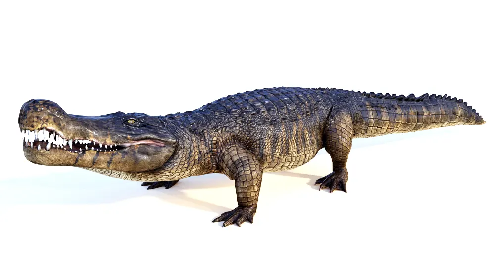 Deinosuchus 3d model