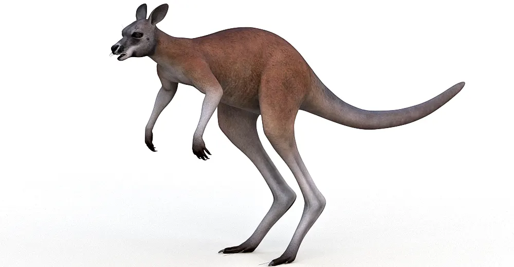 Kangaroo 3d model