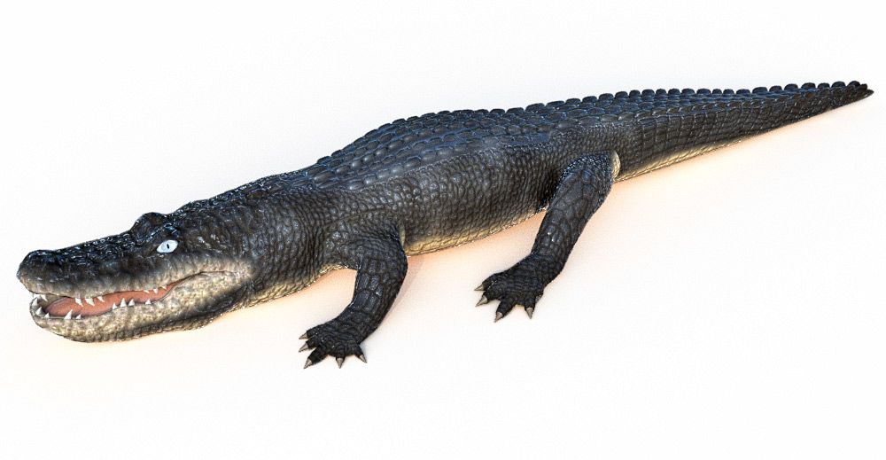 Alligator 3d model