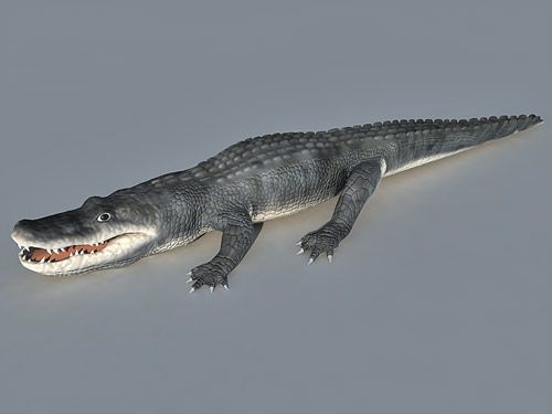 Alligator free 3d model