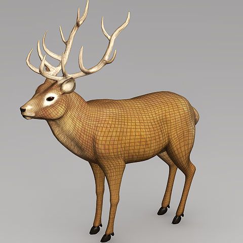 deer model