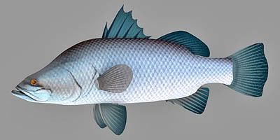 Fish02