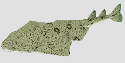 Angel Shark