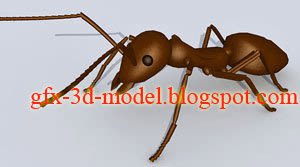 Ant animal model