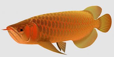 Asian Arowana