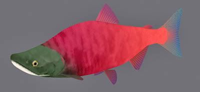 Fish01