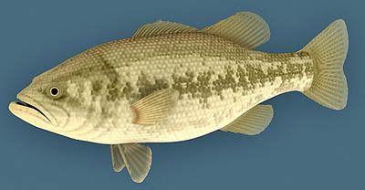 Fish03