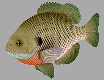 Bluegill