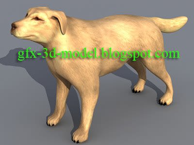 Dog animal model