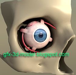 Eye 3d model
