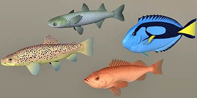 Fish_coll01