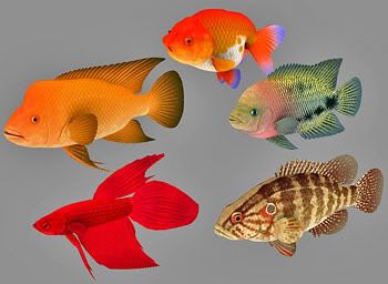 Fish Collection 08