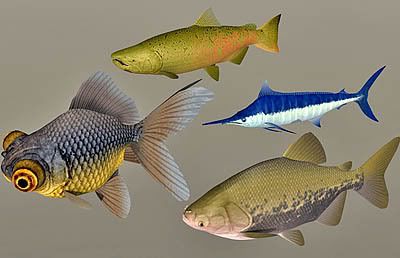 Fish_collection02
