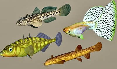 Fish Collection 03