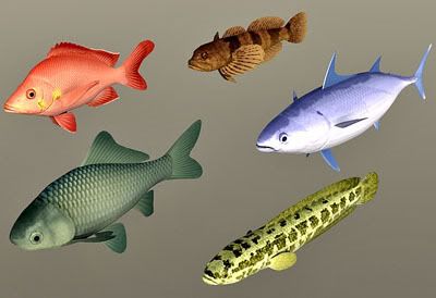 Fish_collection 03