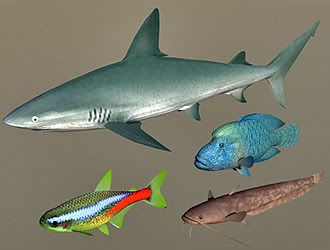 Fish Collection 06
