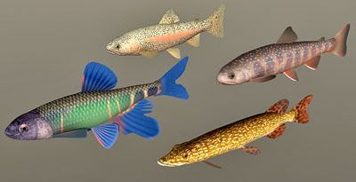 Fish Collection 07