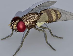 Fly
