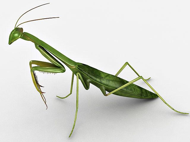 Praying Mantis 3d model
