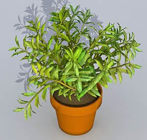 Plant