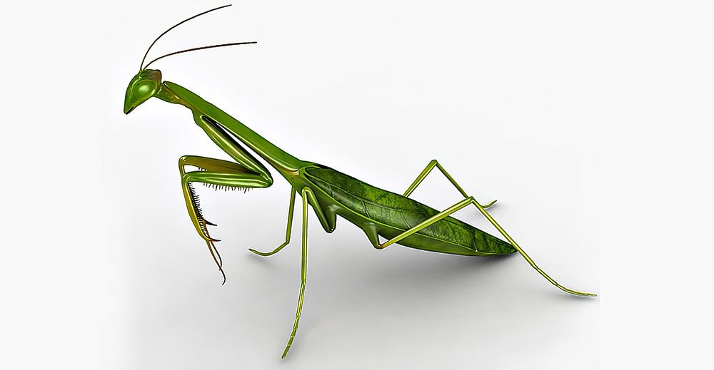 Praying Mantis 3d model