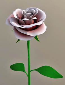Rose