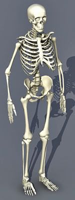 Skeleton 3d model