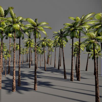 Coconut Tree 3d Model Free Download