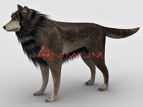 Wolf 3d animal model