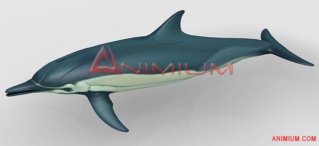 Dolphin 3d model