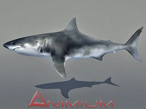Shark 3d model