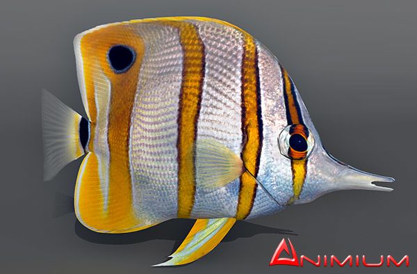 Copperband butterfly fish 3d model