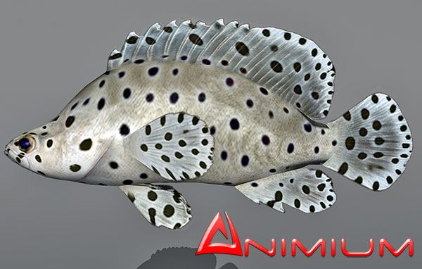 Humpback grouper 3d model