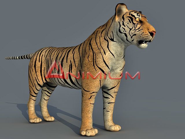 Tiger wild animal