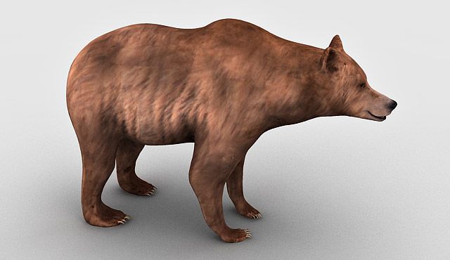 Bear