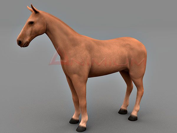 Horse