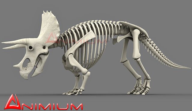 triceratops skeleton head