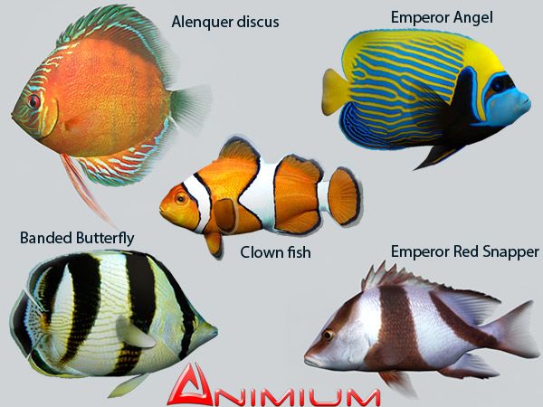 Tropical fish collection 1