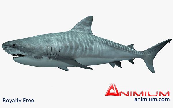 Tiger Shark 3d model