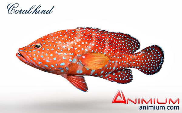 Coral Hind 3d model