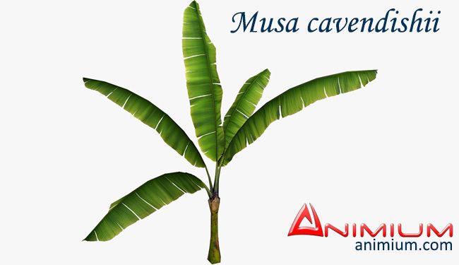 Musa cavendishii plant 3d model