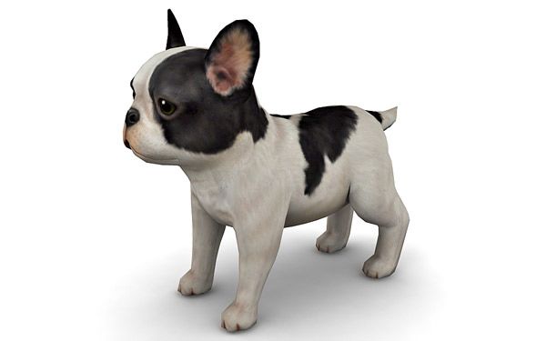 Bull Dog 3d model
