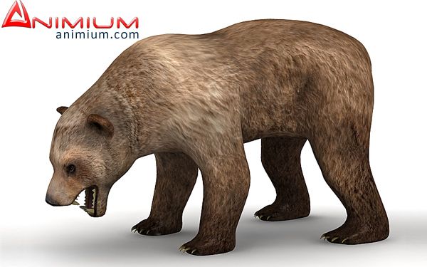 Bear 3d model