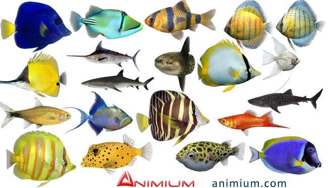 Tropical fish 3d models