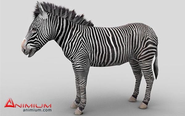Zebra 3d model