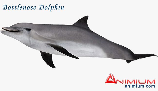 Bottlenose Dolphin 3d model