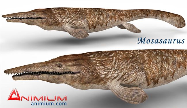 Mosasaurus 3d model