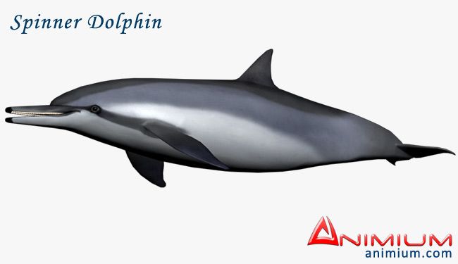 Spinner Dolphin 3d model