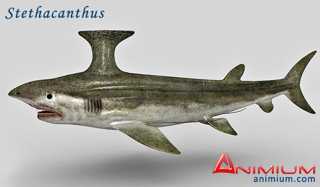 Stethacanthus 3d model