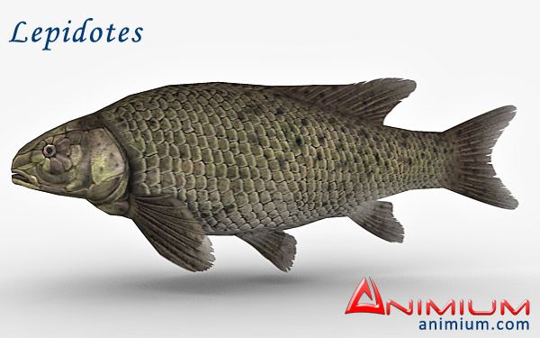 Lepidotes 3d model